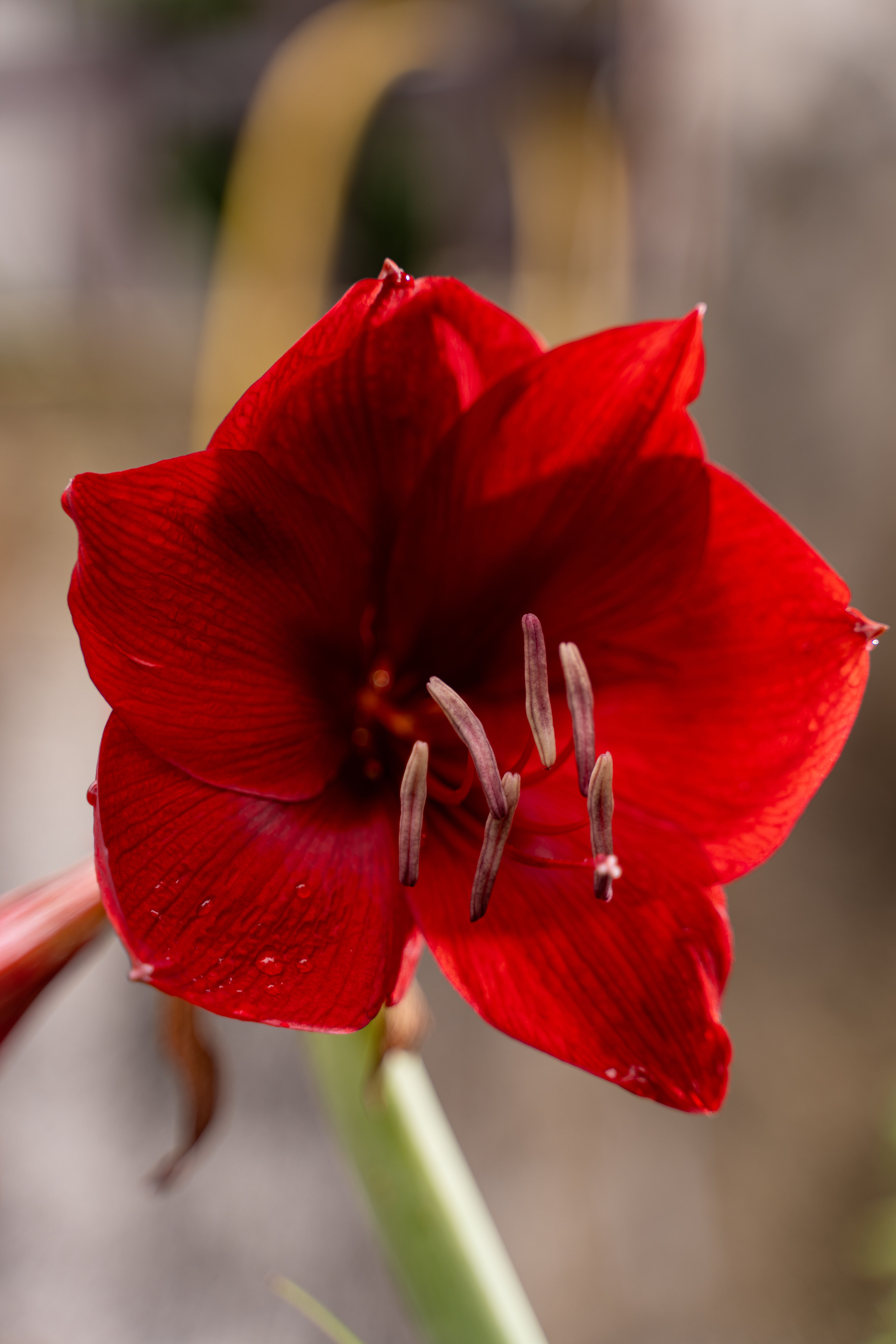 Beautiful close-up of vibrant red Amaryllis flower, perfect for floral enthusiasts.