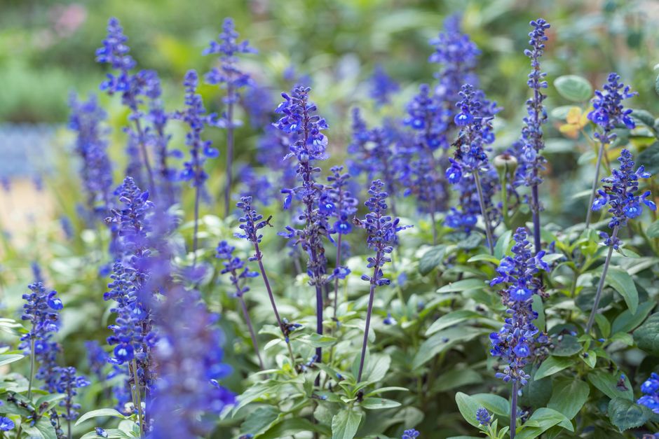 A closeup of vivid blue sage flowers in full bloom, showcasing natural beauty and summer vibe.