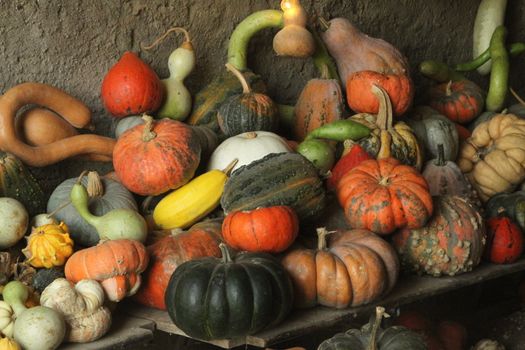 A diverse collection of colorful heirloom pumpkins and gourds displayed in a rustic setting.