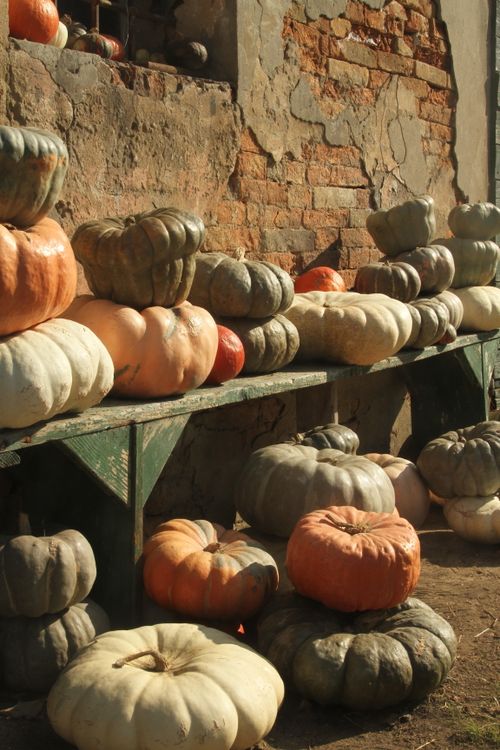 Free Heirloom pumpkins displayed outdoors against a rustic brick wall in Italy. Stock Photo