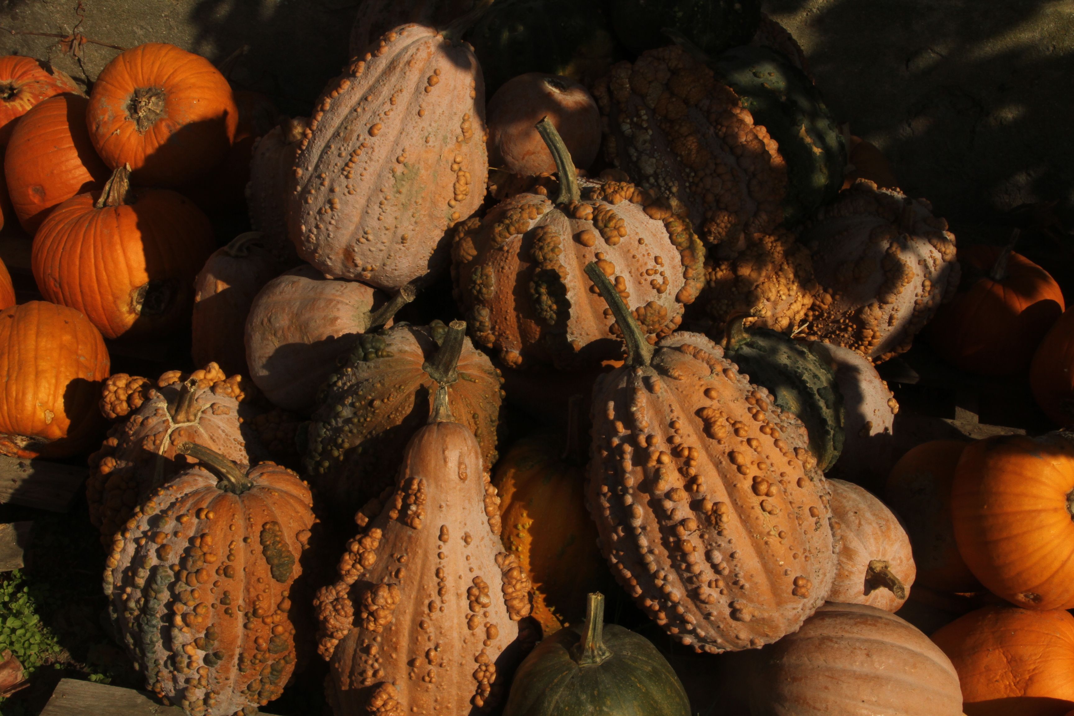 Fotomural Una colección de calabazas y calabacines, tanto lisos como con verrugas, que se deleitan con la cálida luz del sol otoñal.