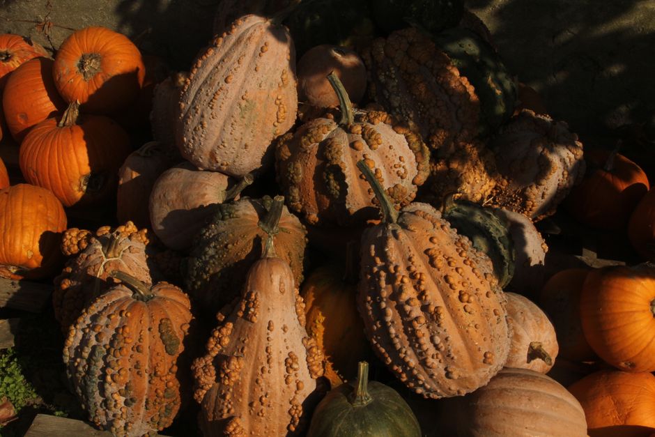 Fotomural Una colección de calabazas y calabacines, tanto lisos como con verrugas, que se deleitan con la cálida luz del sol otoñal.