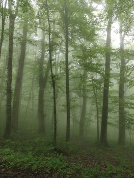 Serene green forest with mist and tall trees creating a mystical atmosphere.