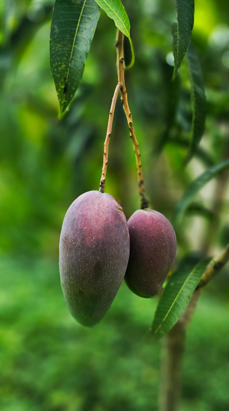 Badami (Karnataka Alphonso) — mango export variety