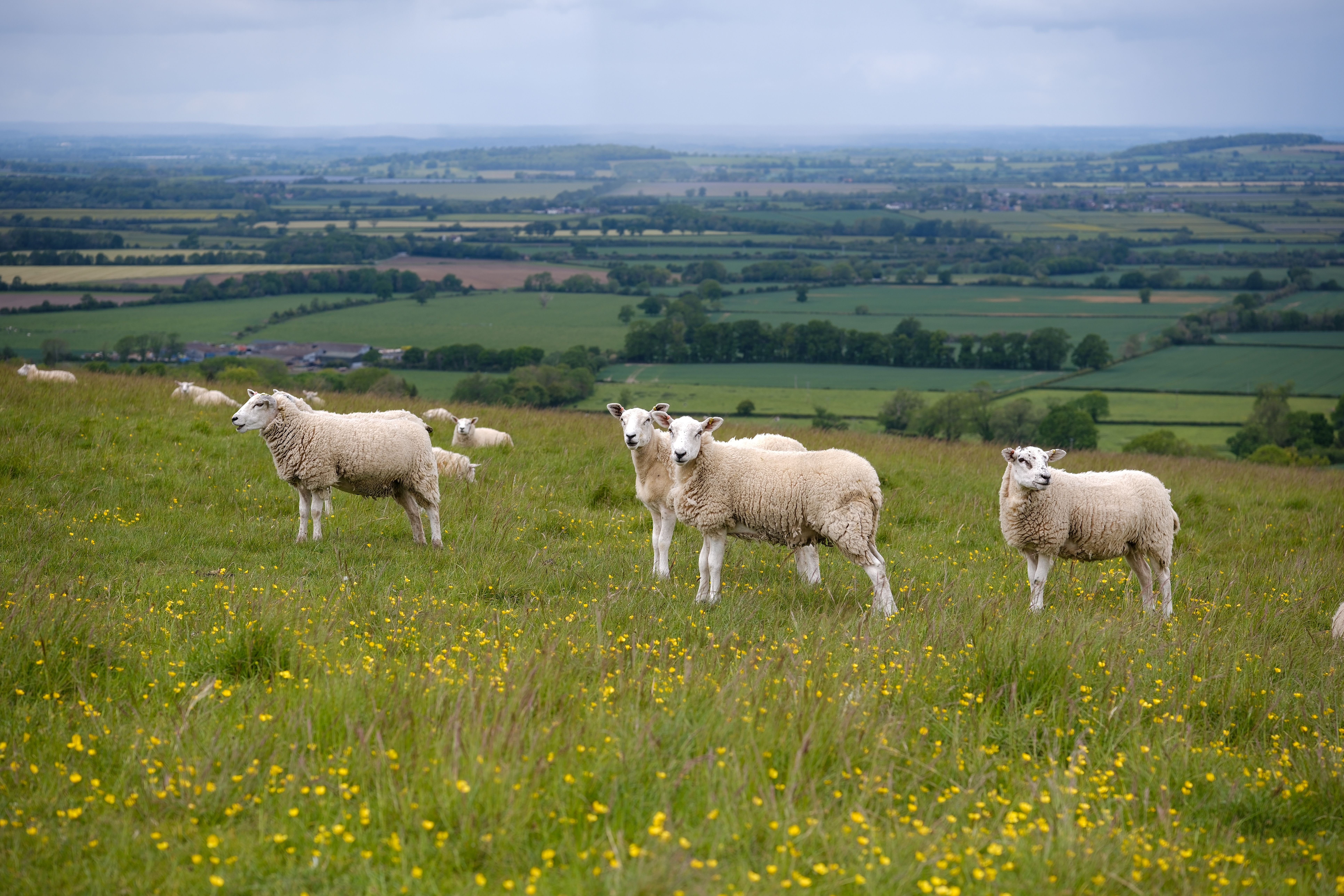 Bone Study Reveals How Medieval England Farmed Livestock