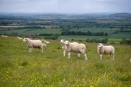 Bone Study Reveals How Medieval England Farmed Livestock