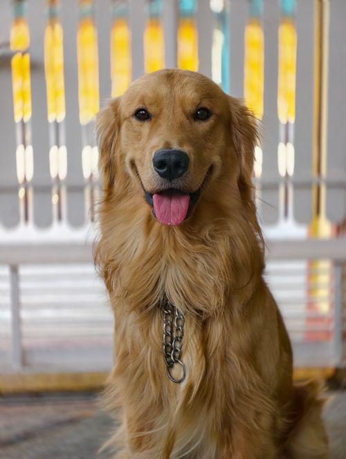 Free Charming golden retriever sitting with tongue out in a cozy indoor setting. Stock Photo