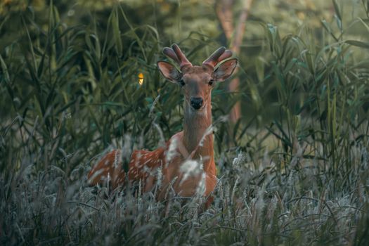 A tranquil deer lying in dense grass and plants, exuding peace.