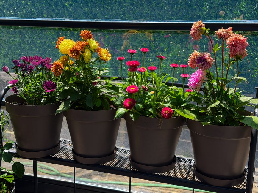 Container Gardening: Thriving in Small Nigerian Spaces