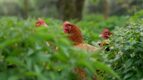Free Chickens roaming freely in lush greenery in Krzywe, Poland, showcasing sustainable farming. Stock Photo