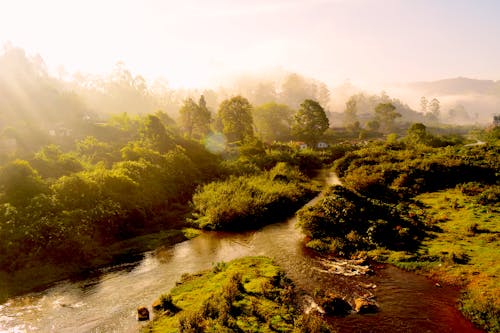 Free stock photo of blue water, evergreen, foggy