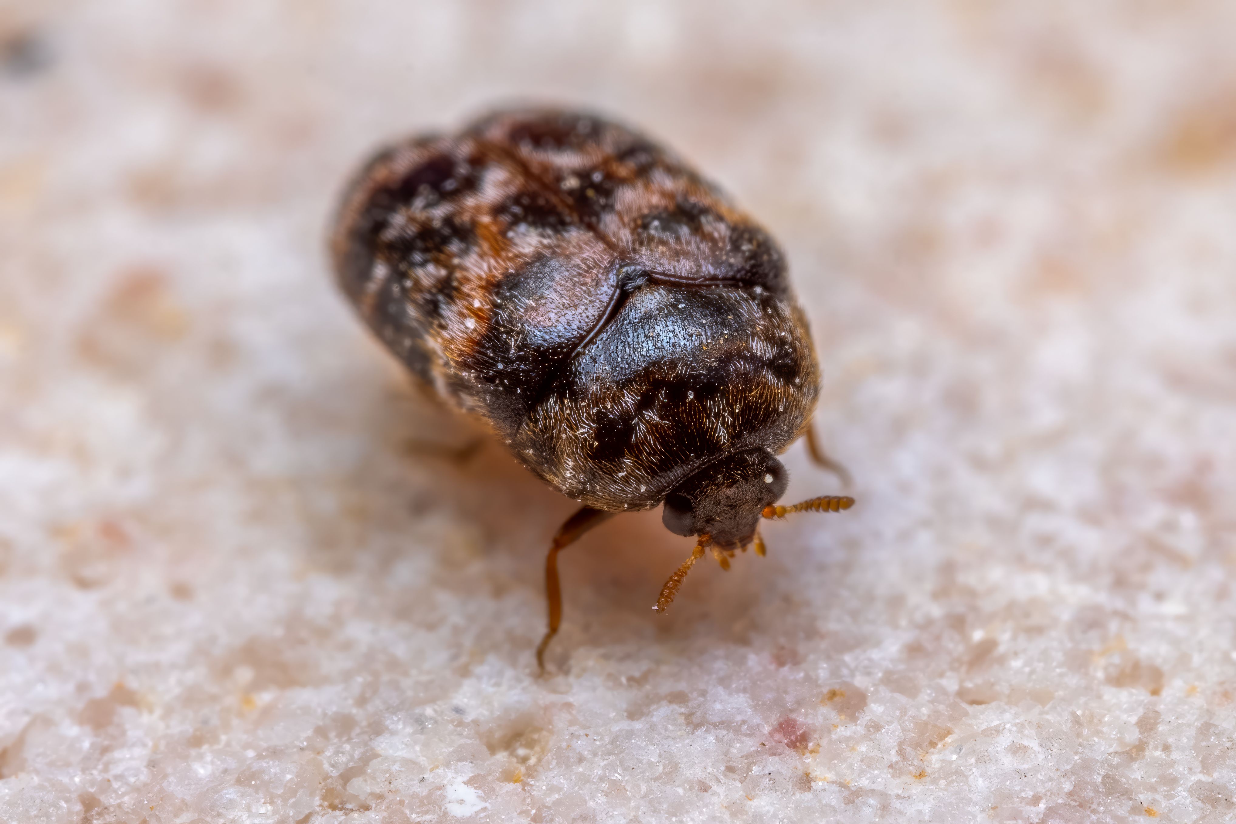 Detailed macro image of a brown beetle showcasing its texture and features