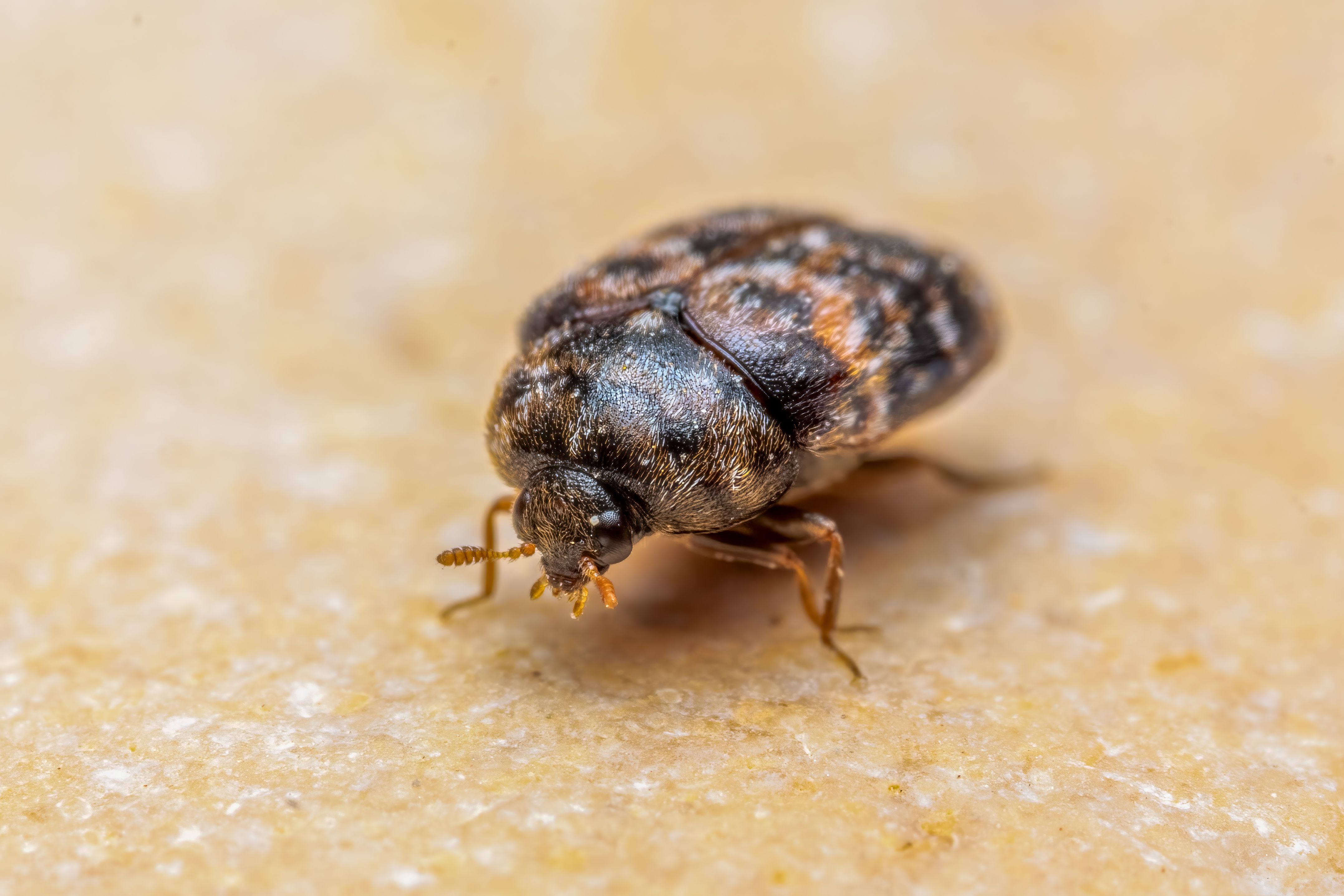 woodworm treatment cost UK