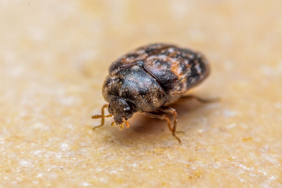 woodworm treatment cost UK
