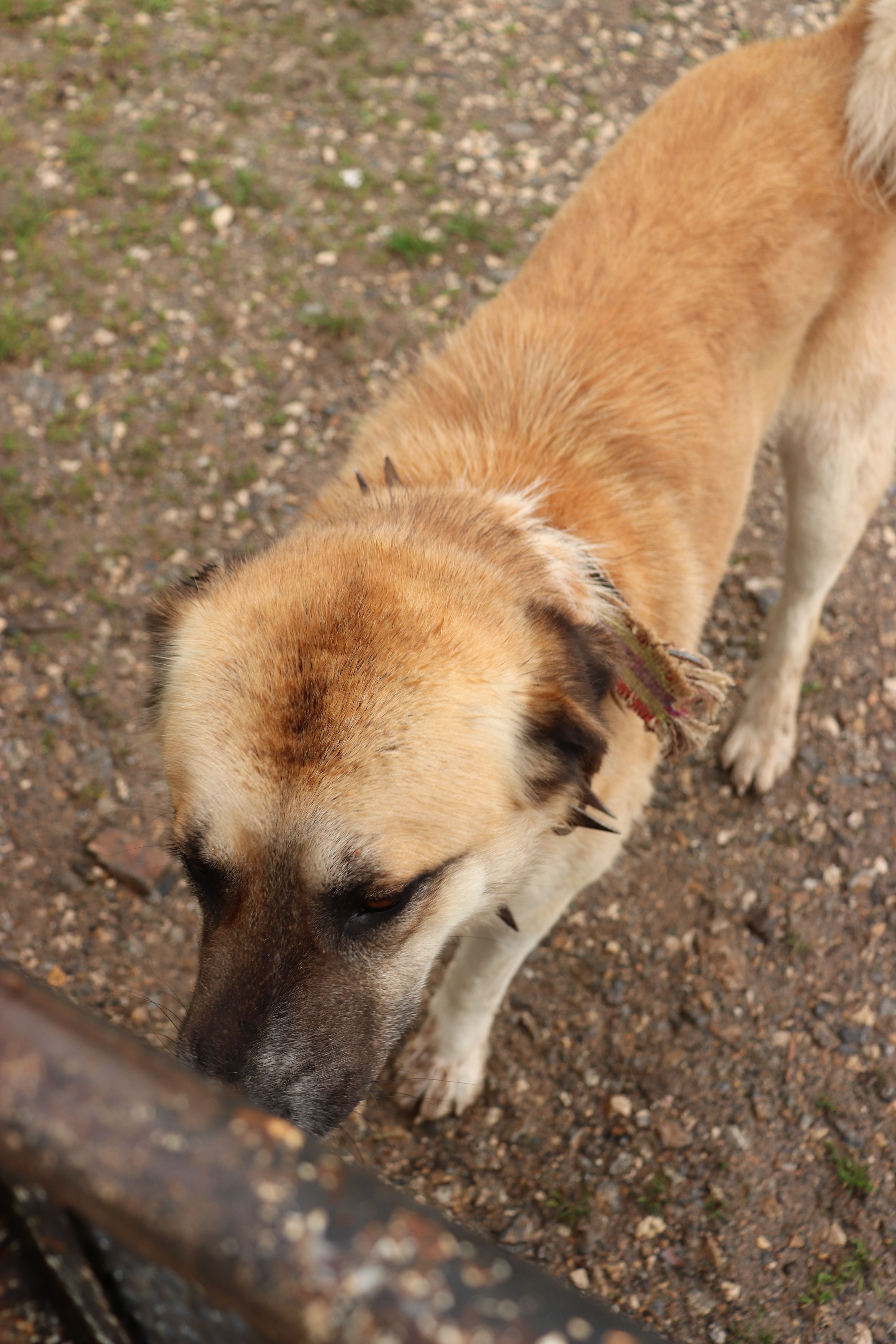 A close-up of a standing dog on a gravel pathway. Perfect for pet-themed projects.
