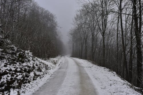 Snow Covered Road Between Bare Trees