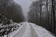 冬日静谧，一条积雪覆盖的小路穿过雾霭笼罩的森林