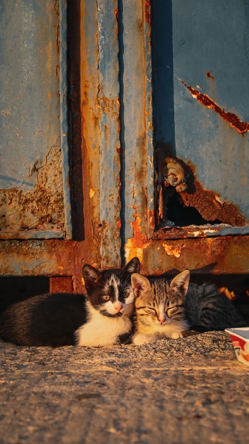 Free Two adorable kittens resting in front of a rusty blue door under sunlight, creating a cozy scene. Stock Photo