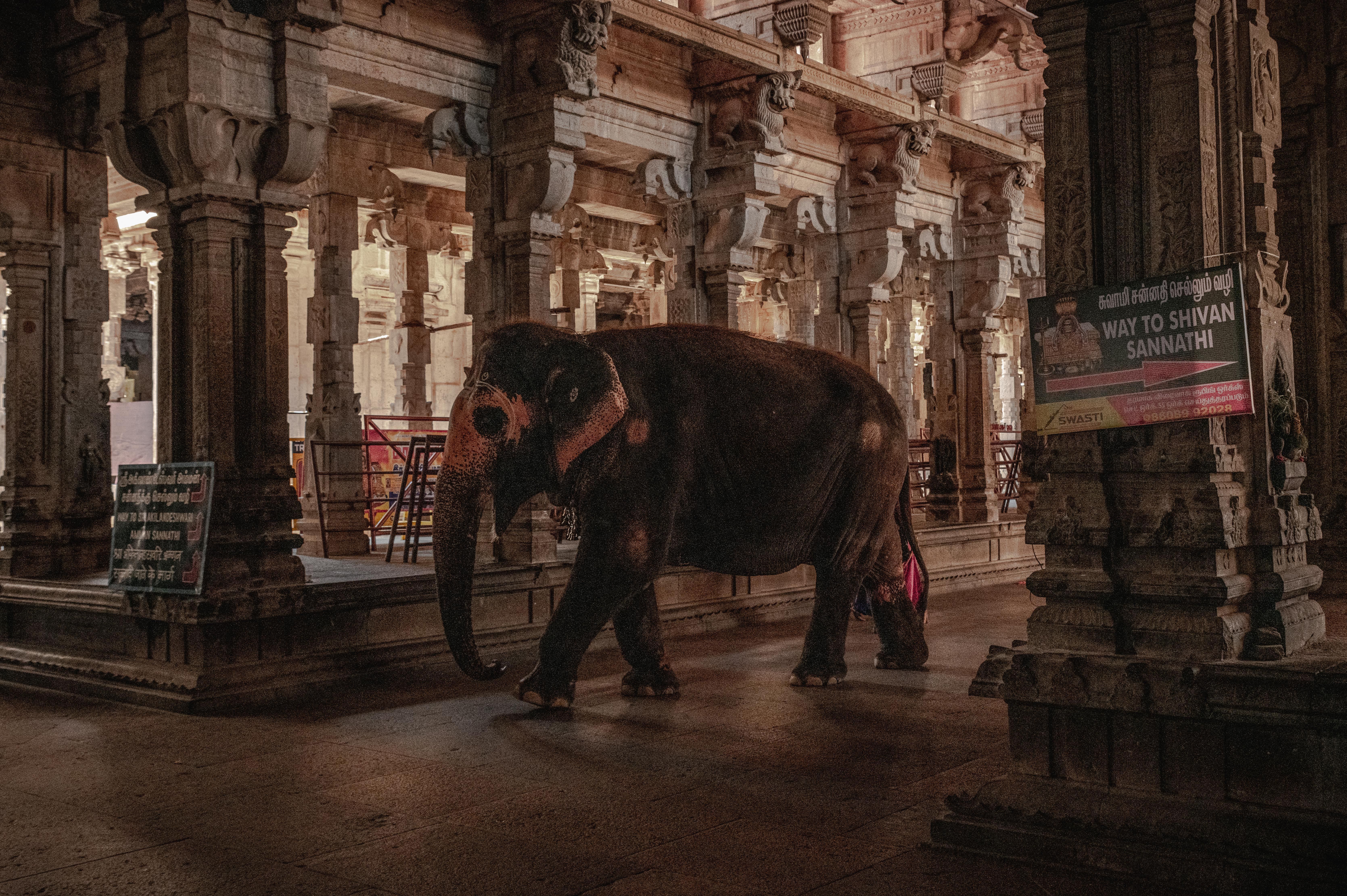 An elephant walks through an ancient temple in Tiruchirappalli, India, showcasing historic architecture.