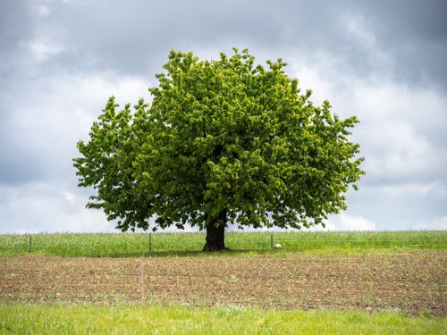 Free Majestic tree on a grassy hill under a cloudy sky, illustrating solitude and nature's beauty. Stock Photo