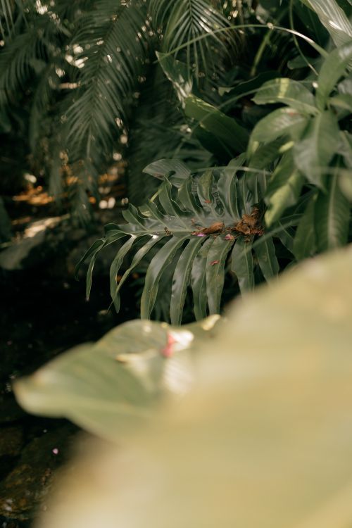 Free Close-up of lush green tropical foliage in soft sunlight, creating a tranquil ambiance. Stock Photo