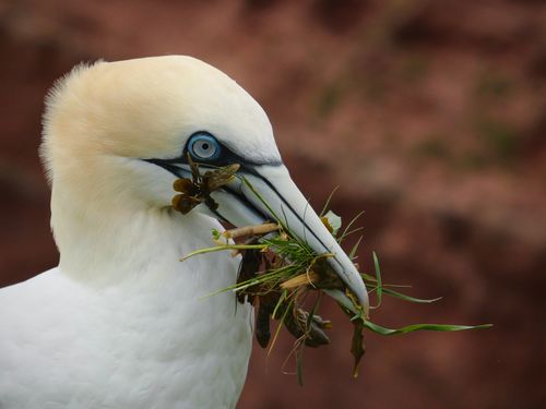 Free Northern Gannet in Heligoland, Germany, captured in close-up with grass in its beak. Stunning wildlife photograph. Stock Photo