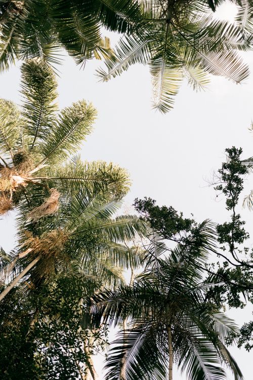 Free Looking up at lush palm trees silhouetted against a bright clear sky, capturing a tropical vibe. Stock Photo