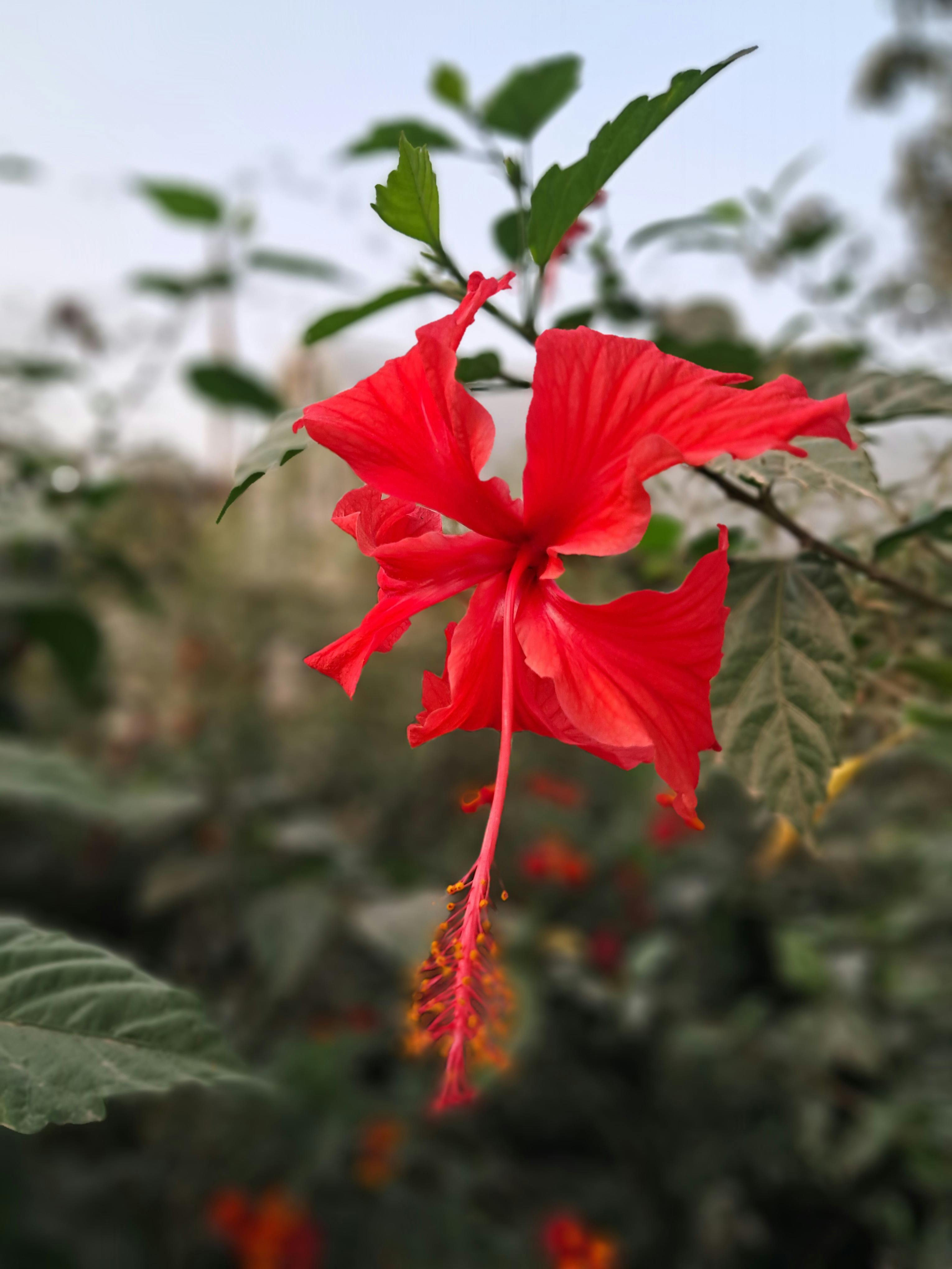 Close-up of a vibrant red hibiscus flower with blurred green foliage background.