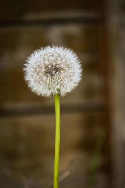 Free Detailed close-up of a dandelion showing fluffy seed head against a blurred background. Stock Photo