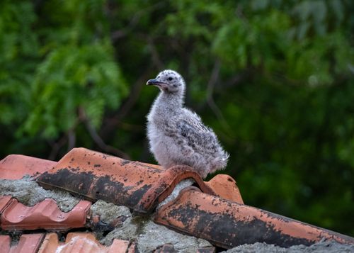 Free A fluffy seagull chick perched on weathered rooftop tiles with a lush green background. Stock Photo