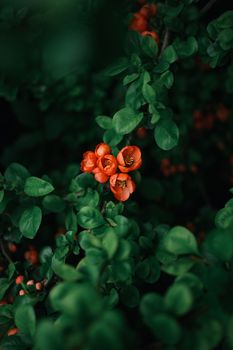 Close-up of vibrant orange flowers surrounded by lush green foliage, creating a vivid natural scene.