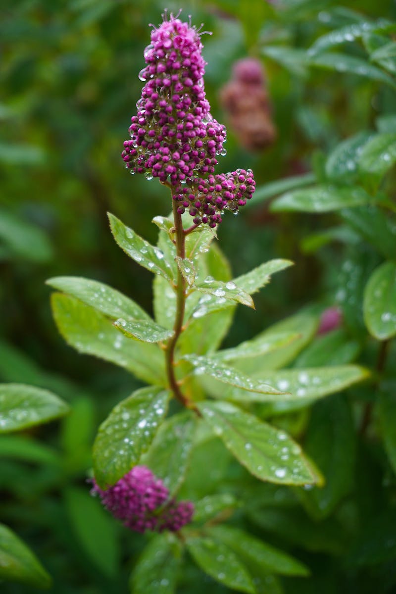 Remington F5-5800 budget electric razor