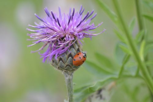 Free Close-up of a ladybug resting on a vibrant purple flower, showcasing nature's beauty. Stock Photo
