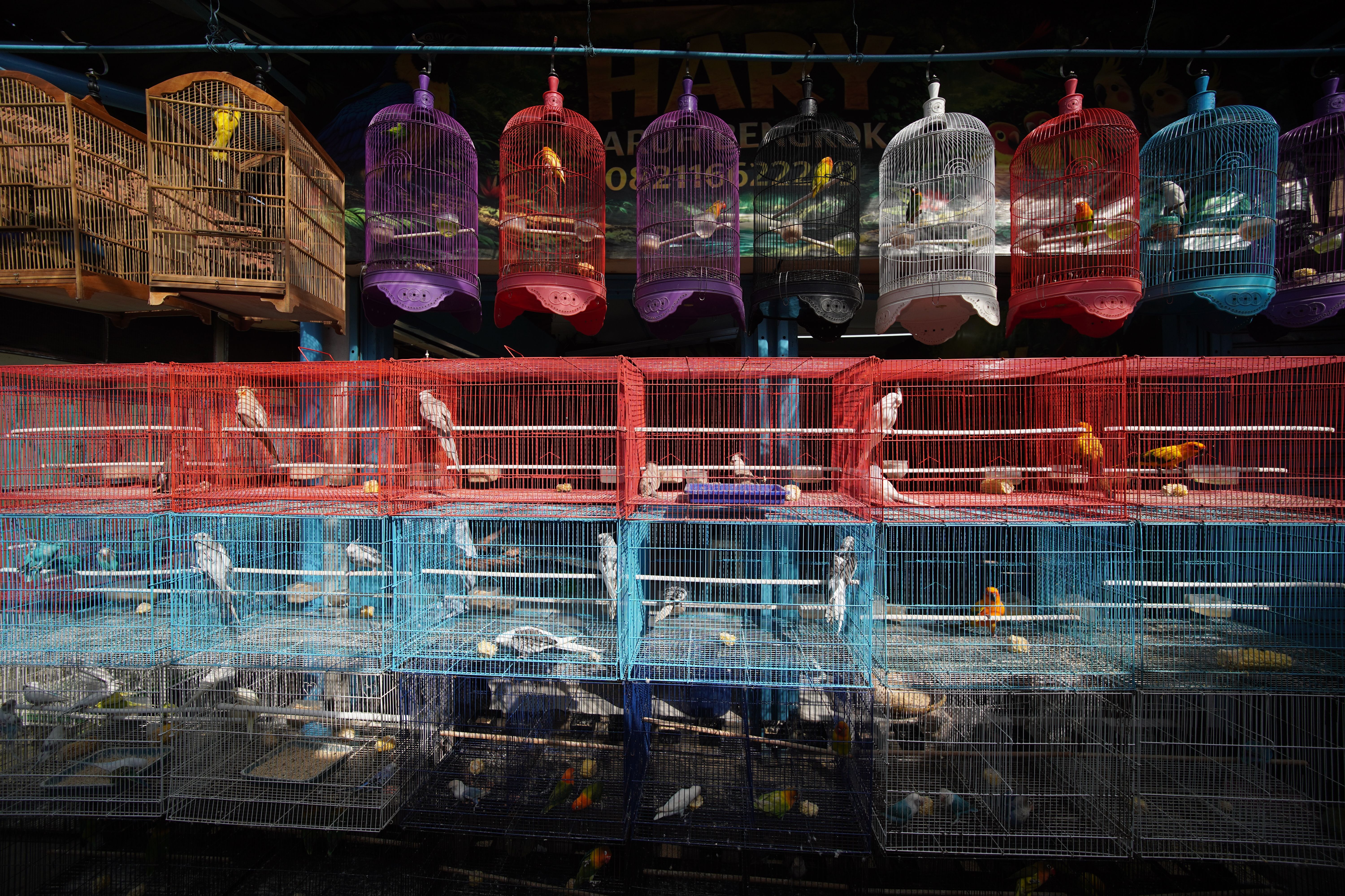 A vibrant display of assorted bird cages housing colorful birds in an outdoor pet market.