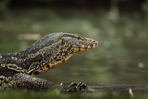 Free A detailed close-up of a monitor lizard by the riverbank showcasing its intricate scales. Stock Photo