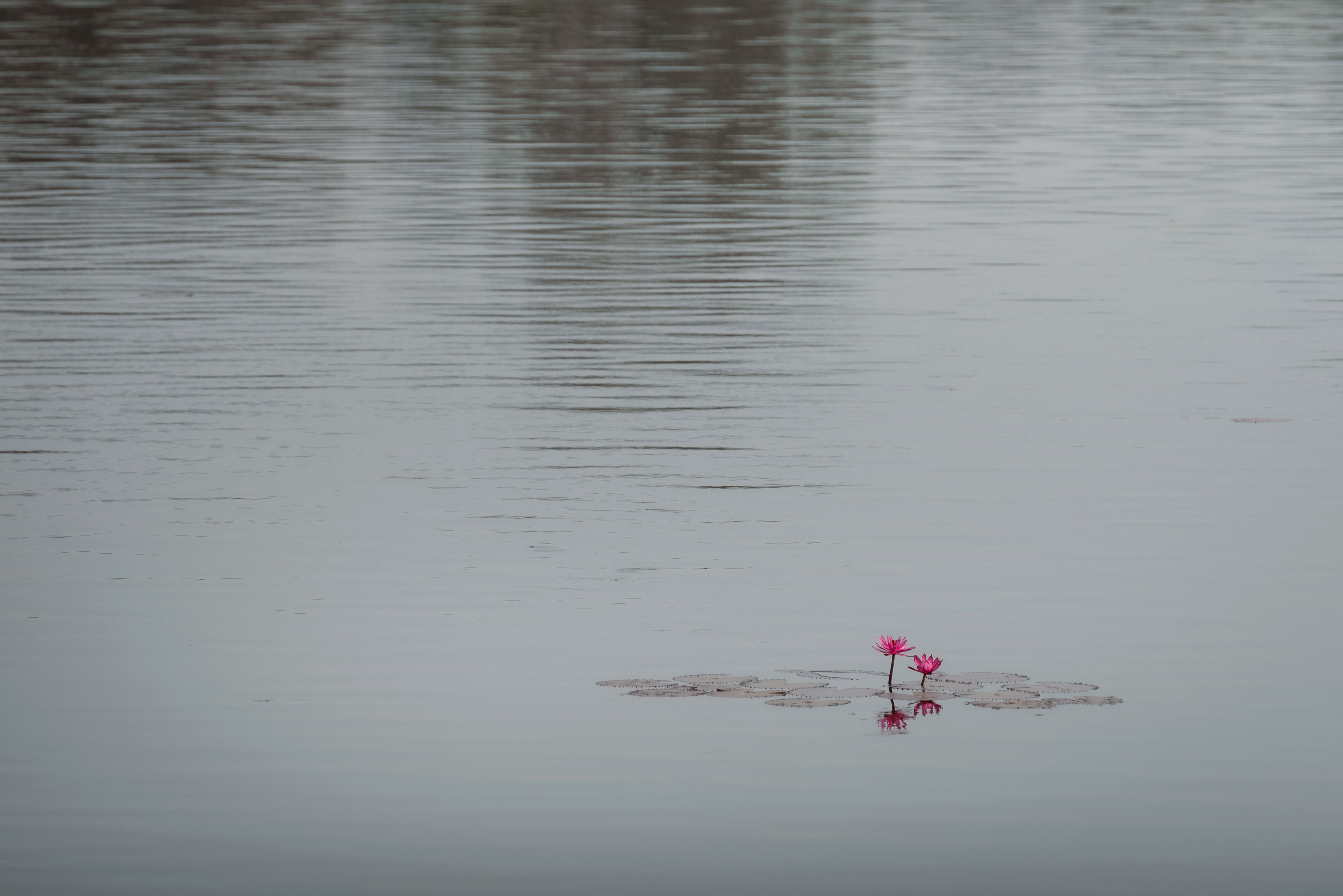 A solitary pink lotus floats gracefully on a calm, reflective lake, embodying peace and minimalism.
