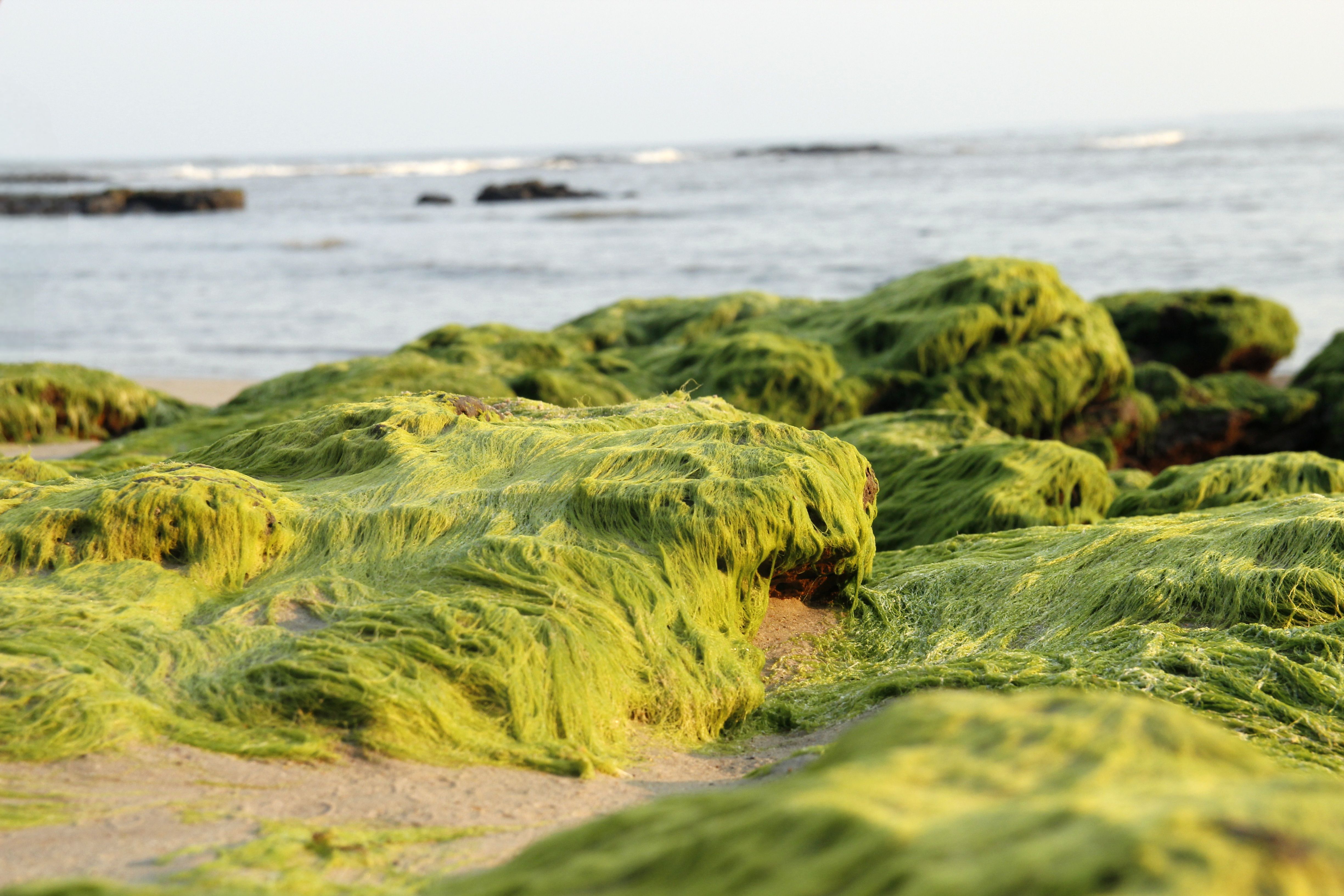 Shaping Zanzibar’s First Seaweed Insurance Solution — Photo by Lê Thắng on Pexels