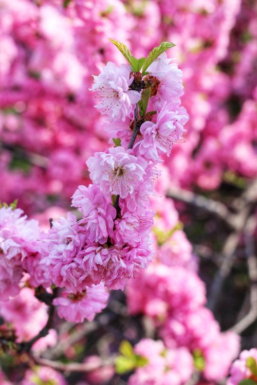 Free Close-up of vibrant pink cherry blossoms in full bloom during spring. Stock Photo