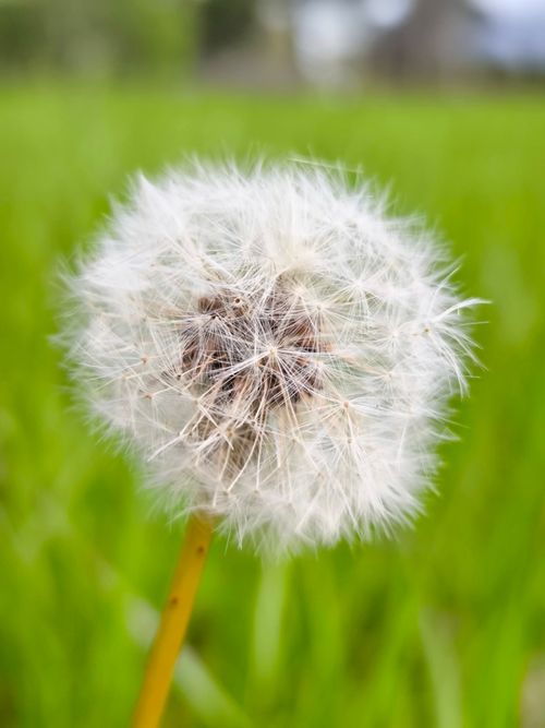 Free A detailed view of a fluffy dandelion seed head against a blurred green background. Stock Photo
