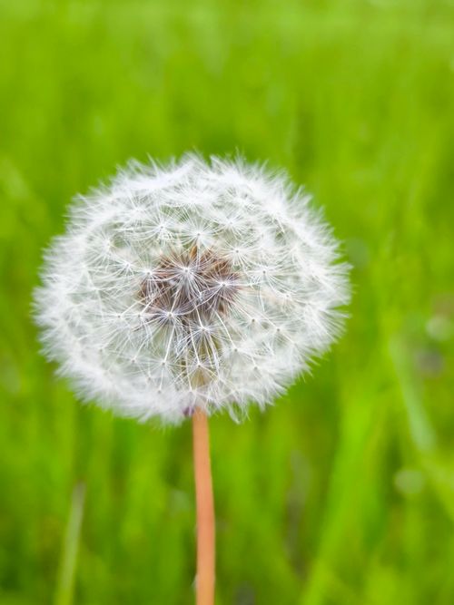 Free Macro shot of a dandelion in a green field highlighting its delicate seeds. Stock Photo