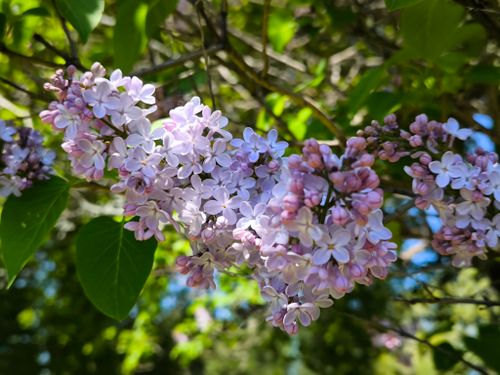 Free Close-up of vibrant purple lilac flowers in a lush, sunlit garden setting. Stock Photo