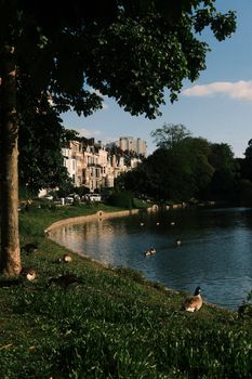 Ducks on a calm riverbank with classic Brussels architecture in the background.