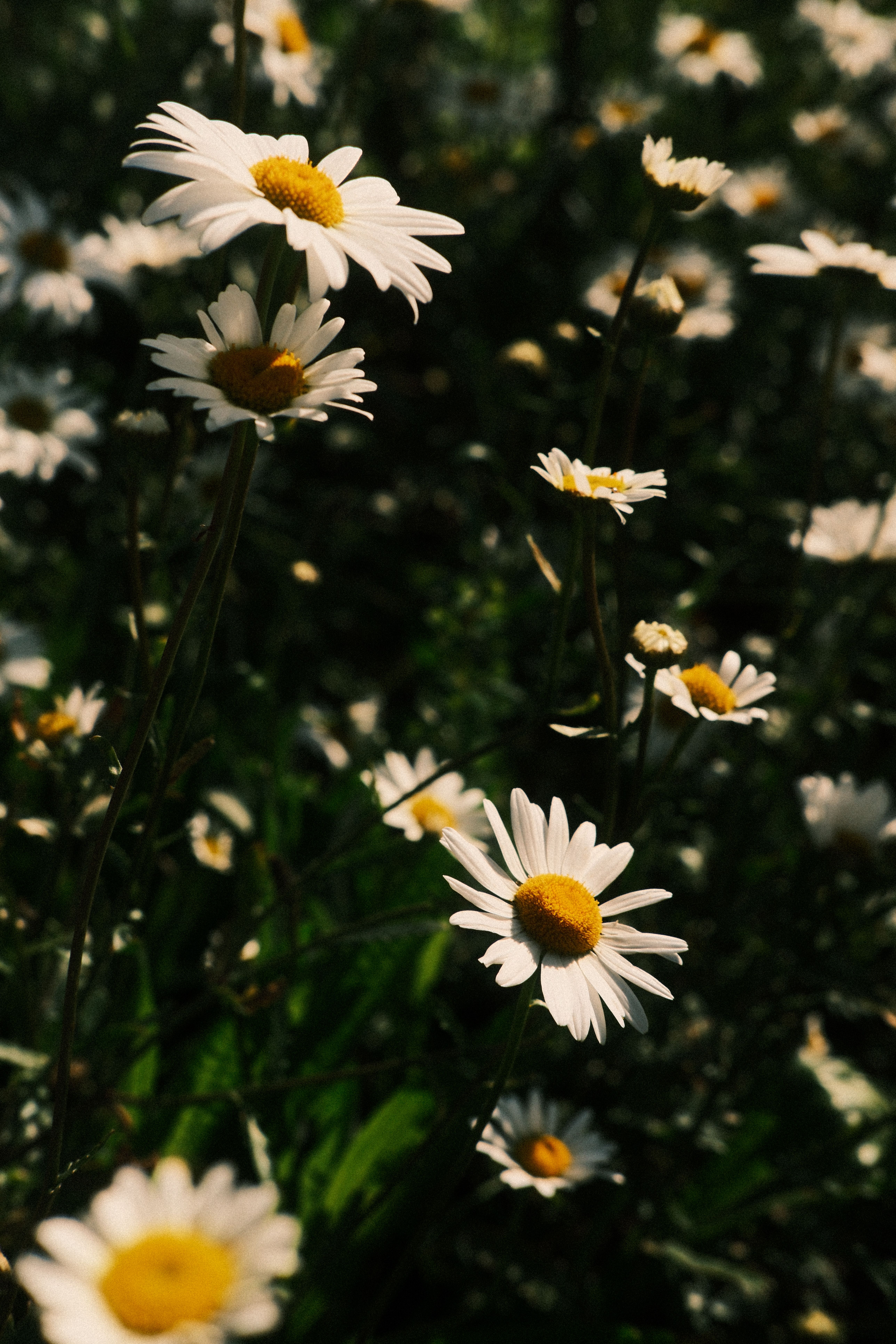 A vibrant collection of blooming daisies in a sunlit field, showcasing nature's beauty.