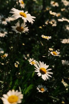 A vibrant collection of blooming daisies in a sunlit field, showcasing nature's beauty.