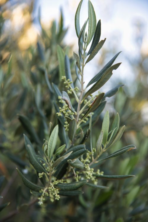 Free Detailed view of olive leaves and buds. Ideal for nature and botany themes. Stock Photo