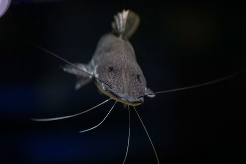 Free Detailed view of a catfish swimming underwater, showcasing its whiskers. Perfect for aquatic wildlife themes. Stock Photo