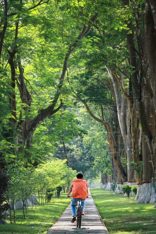 Free A lone cyclist rides under a canopy of trees on a sunny day in Bangladesh. Stock Photo