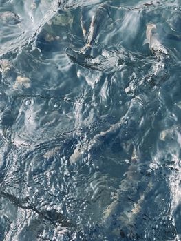 Close-up view of fish swimming beneath the rippling water surface, displaying natural aquatic textures.
