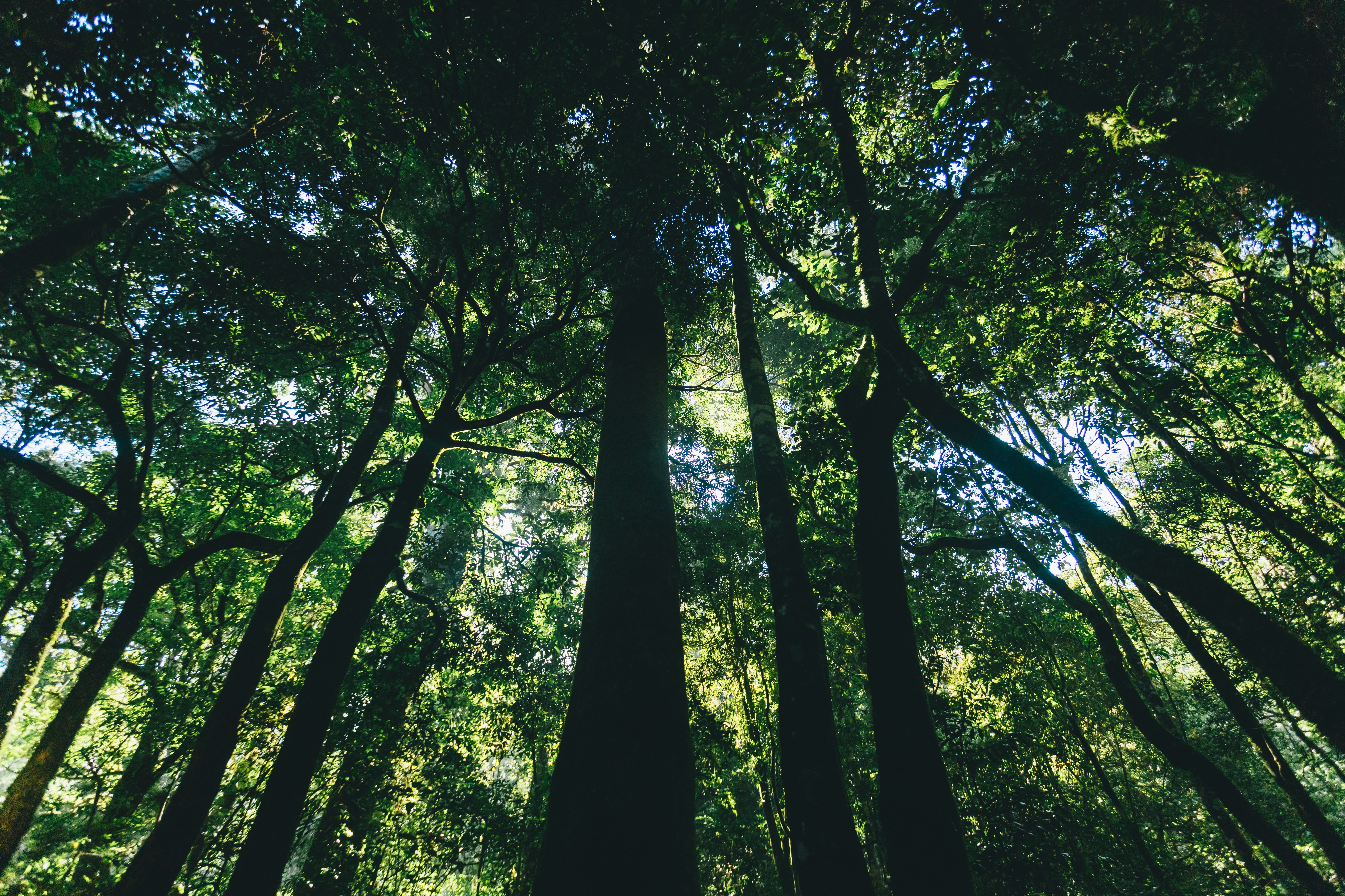 Dense green canopy of Atlantic Forest with sunlight filtering through tropical vegetation