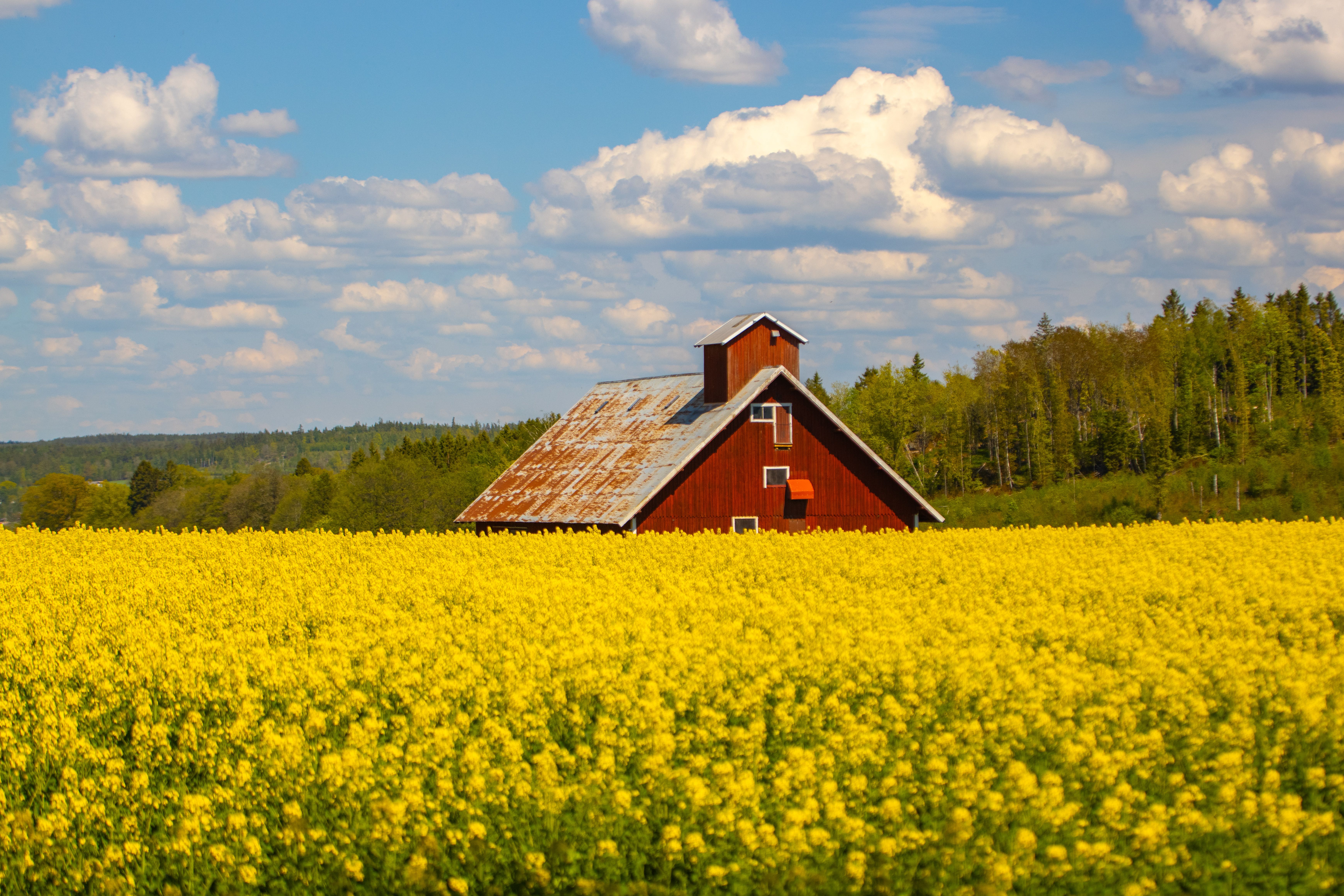 A picturesque red barn amidst a vibrant yellow canola field in Jönköping, Sweden, under a clear blue sky.